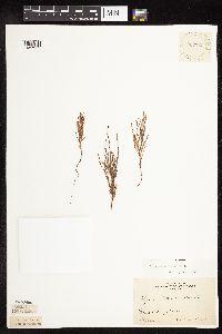 Polygonum tenue image