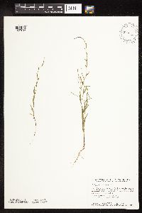 Polygonum tenue image