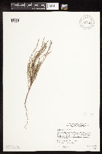 Polygonum tenue image