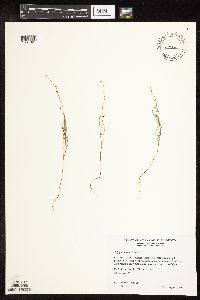 Polygonum tenue image