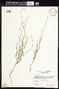 Polygonum tenue image