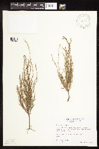 Polygonum tenue image