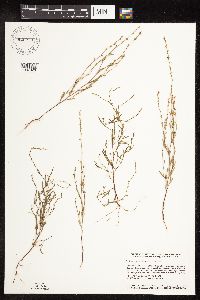 Polygonum tenue image