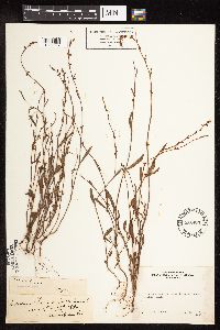 Polygonum tenue image