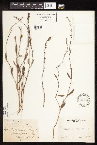 Polygonum tenue image