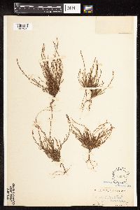 Polygonum tenue image