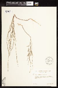 Polygonum tenue image