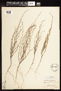 Polygonum tenue image