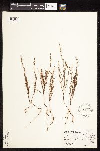 Polygonum tenue image