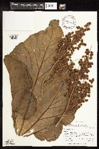 Rheum rhabarbarum image