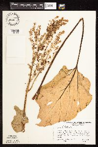 Rheum rhabarbarum image