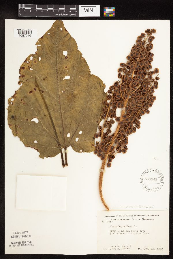 Rheum rhabarbarum image