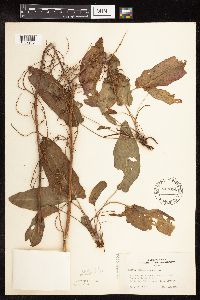 Rumex acetosa image