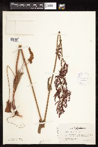 Rumex acetosa image