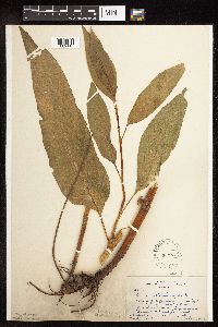 Rumex altissimus image