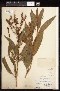 Rumex altissimus image
