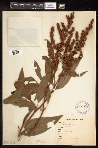 Rumex altissimus image