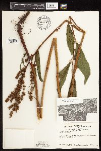 Rumex altissimus image