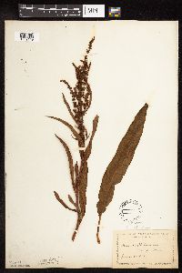 Rumex altissimus image