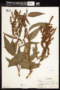 Rumex altissimus image