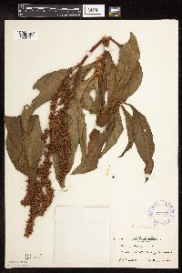 Rumex altissimus image