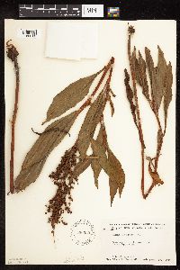 Rumex altissimus image