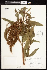 Rumex altissimus image
