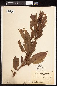 Rumex altissimus image