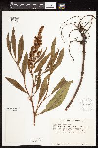 Rumex altissimus image