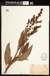 Rumex altissimus image