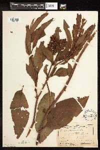 Rumex altissimus image