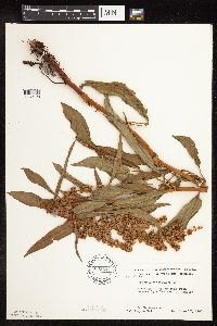 Rumex altissimus image
