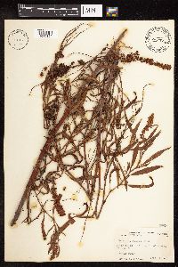 Rumex altissimus image