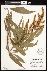 Rumex altissimus image