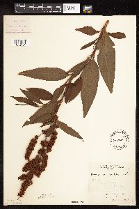 Rumex altissimus image