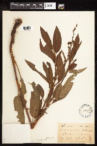 Rumex altissimus image