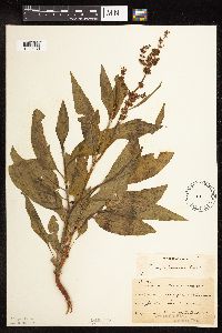 Rumex altissimus image