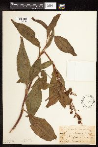 Rumex altissimus image