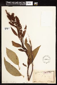 Rumex altissimus image