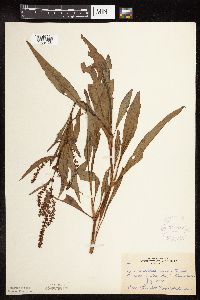 Rumex altissimus image
