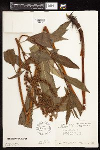 Rumex altissimus image