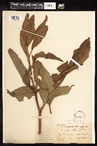 Rumex altissimus image