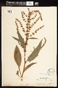 Rumex altissimus image