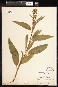 Rumex altissimus image