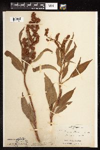 Rumex altissimus image