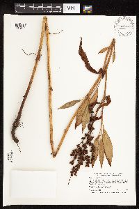 Rumex altissimus image