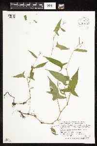 Persicaria arifolia image