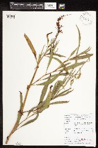 Rumex altissimus image