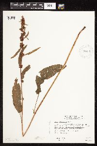 Rumex altissimus image
