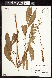 Rumex altissimus image